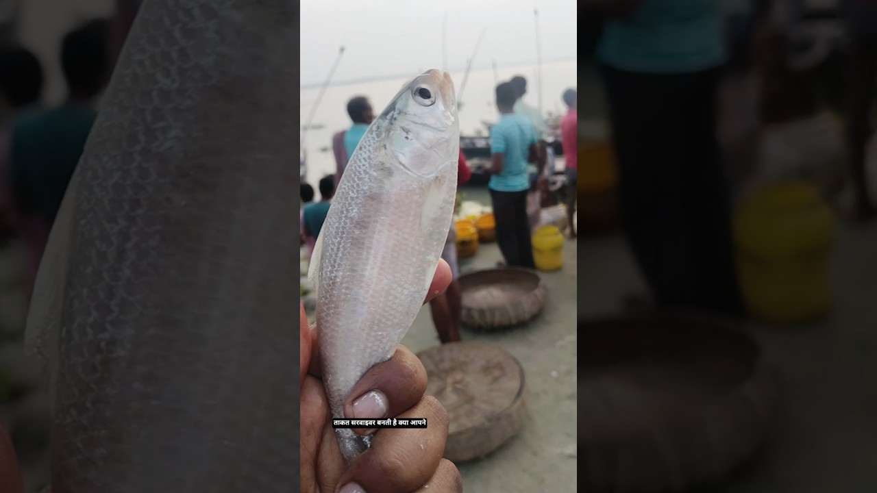 ✅Amazing Tiny Hilsa Fish | Nature's Little Survivor! #fishing #fish #facts#shorts