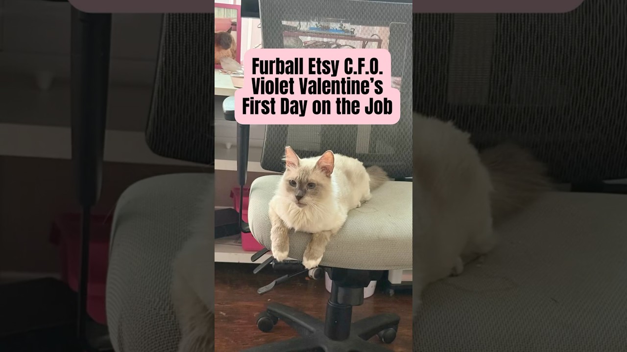 Violet’s First Day as CFO… and She Put Me to Work