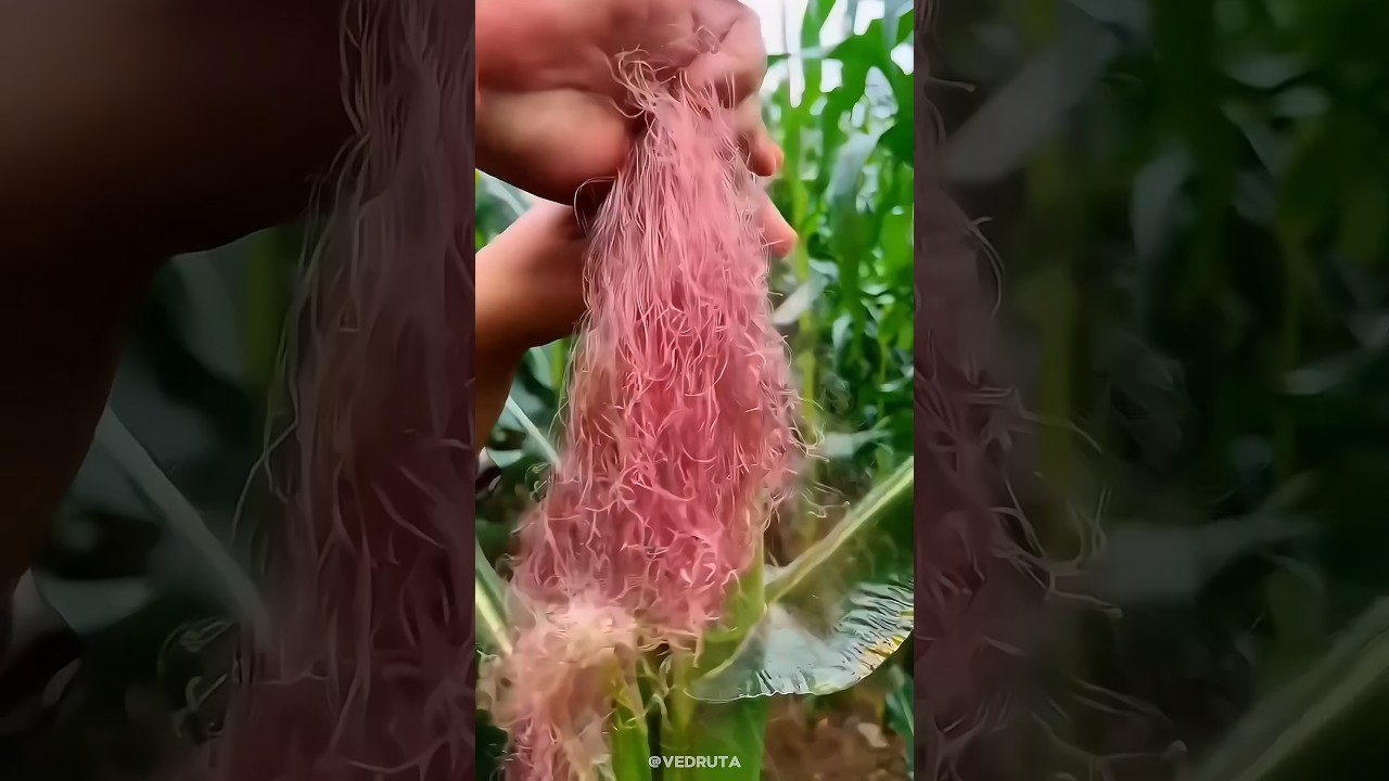 Corn Silk Traditional Remedy Uses for Kidney & Urinary Wellness