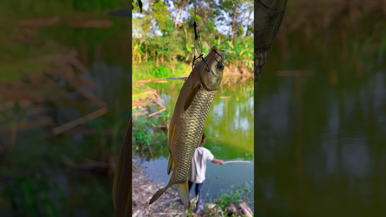 huilse macchli pakernese hamain milgaya bigfish🎣😳(1570) hook fishing video in village #hookfishing