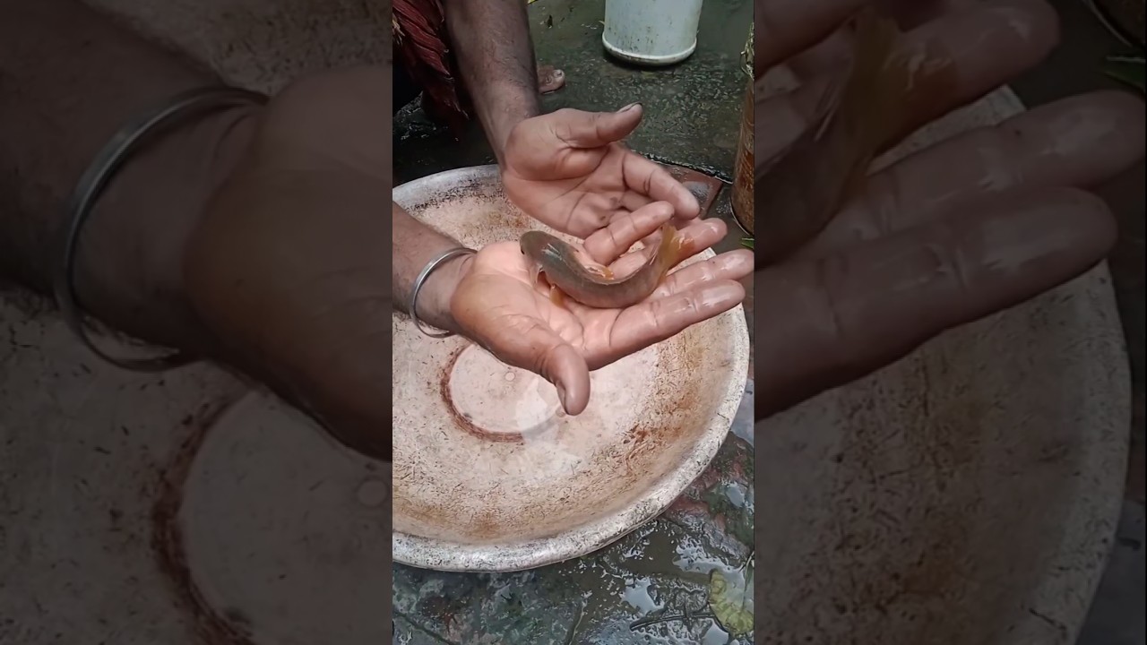 মাছ কোই 🐟🎣 #মাছ