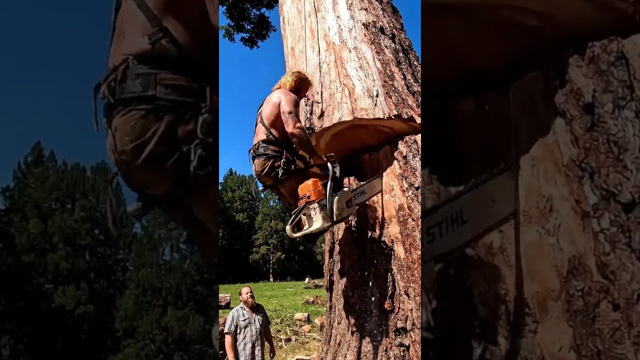 extraordinary technique of cutting ironwood trees #fyp #chainsaw #wood #woodworking #tree
