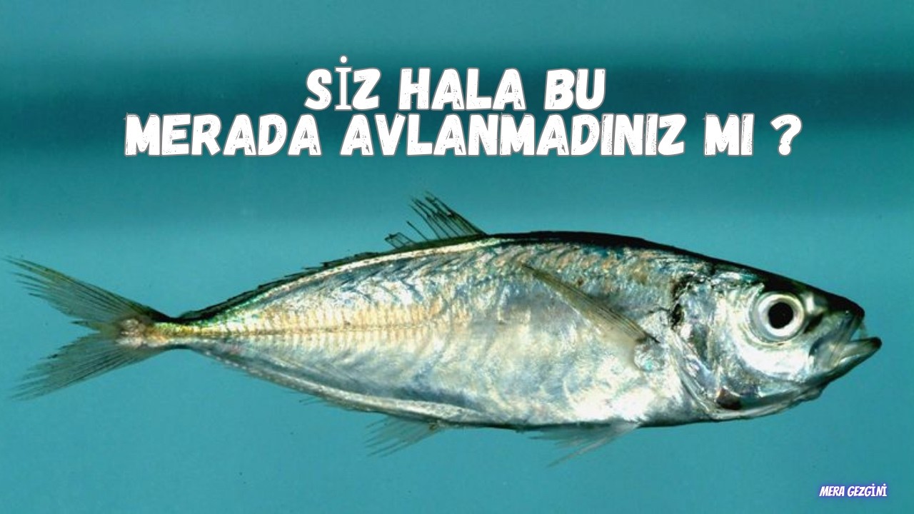 KOCAELİDE KOVALAR DOLDU TAŞTI !!!!  HER ATIŞ BALIK !! LRF RÜZGARI