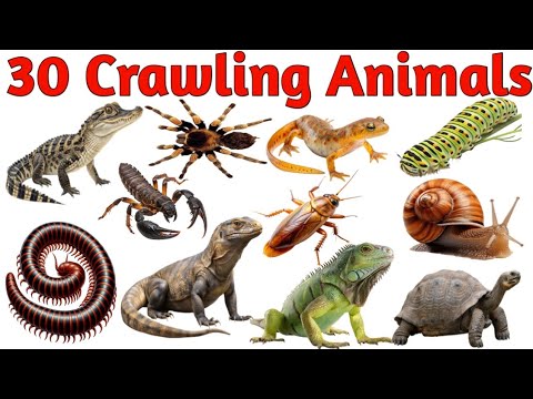 30 Names of Crawling Animals in English and Hindi | Kids Learning Video