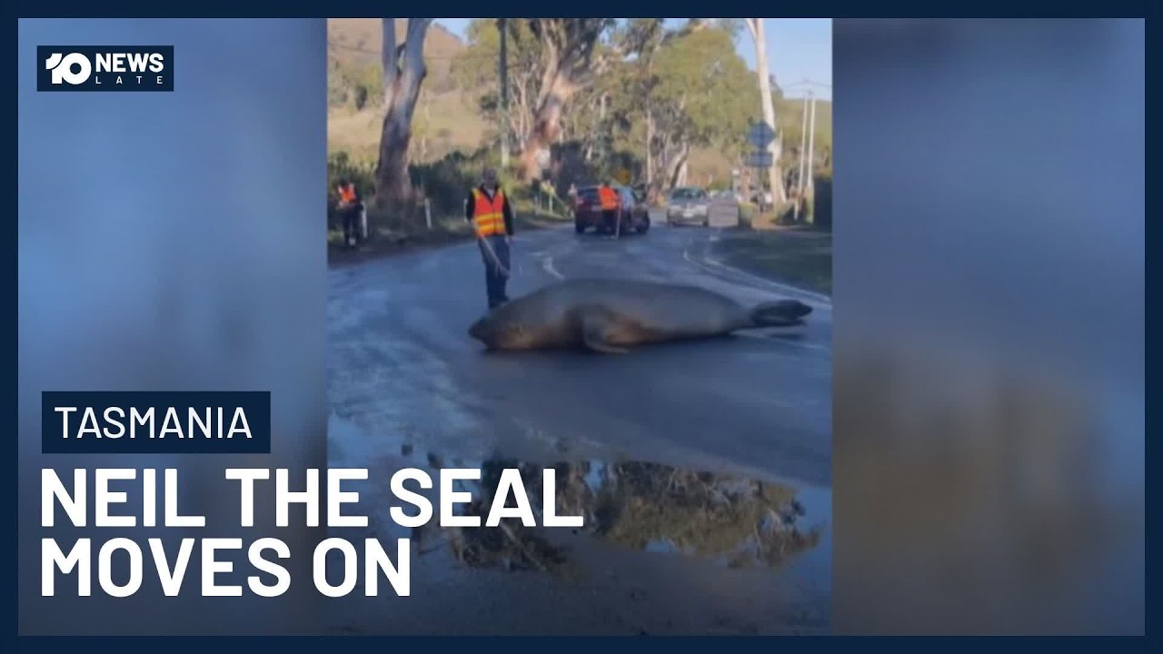 Australia’s Beloved Neil The Seal Moves On From Tasmanian Town | 10 News