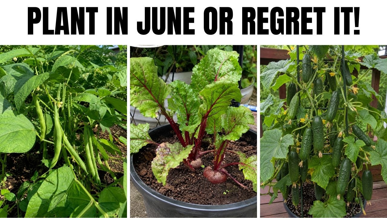 7 VEGETABLE YOU MUST PLANT THIS JUNE Before It's Too Late🌿