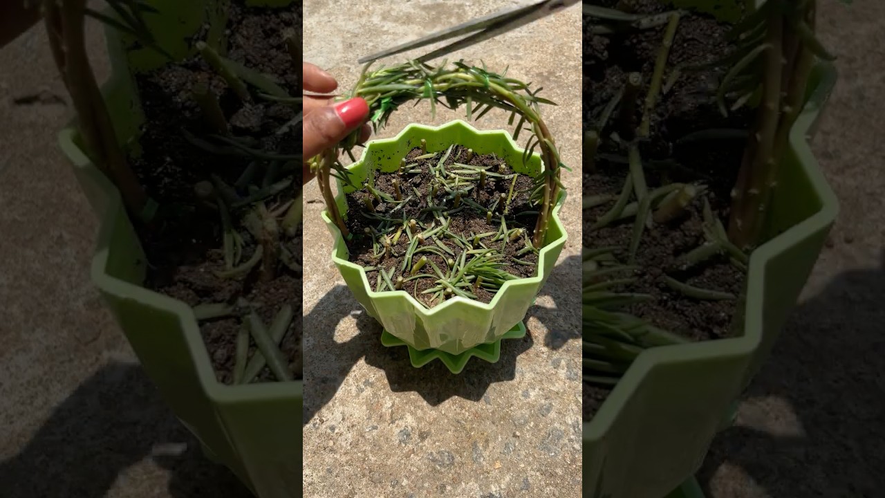 Moon style grow portulaca plants 🪴 #shorts #viral #gardening #portulaca #plants
