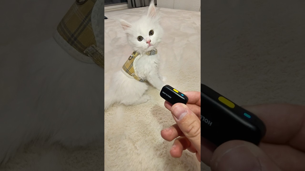 Questo GADGET ti Risolve un PROBLEMA ENORME!