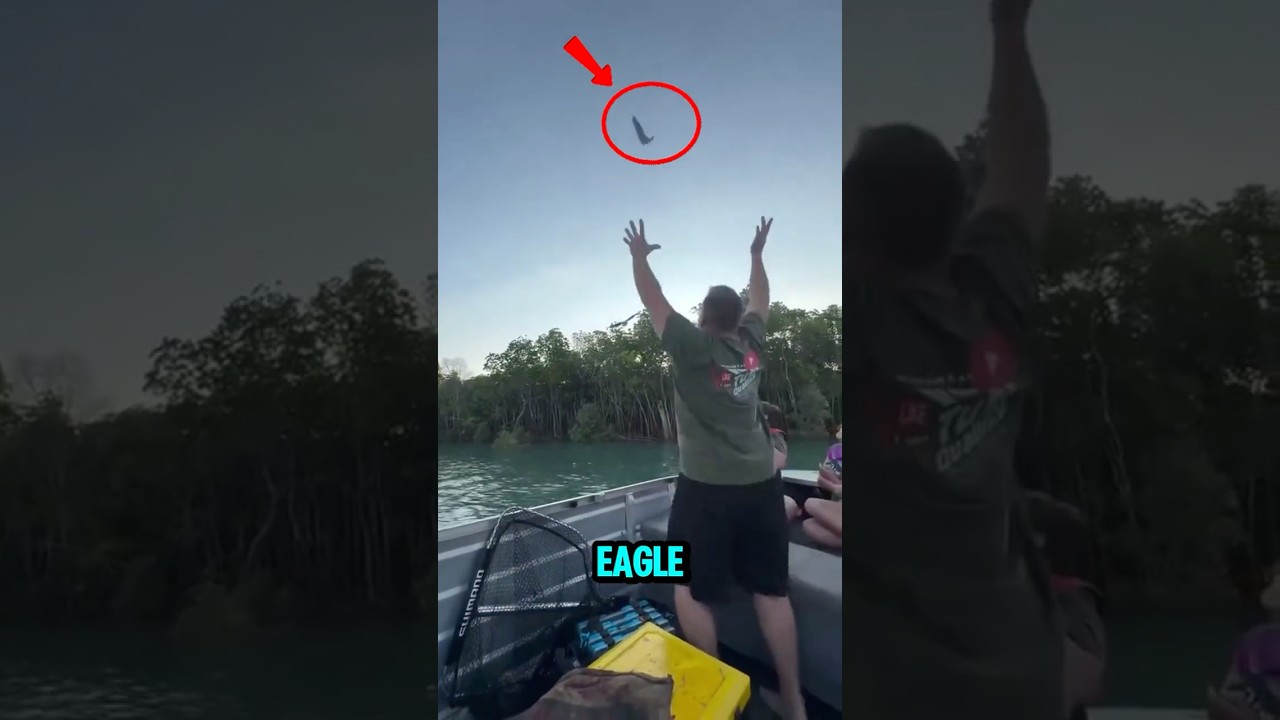 Eagle Thought I Was Done Fishing #shorts #wildlife