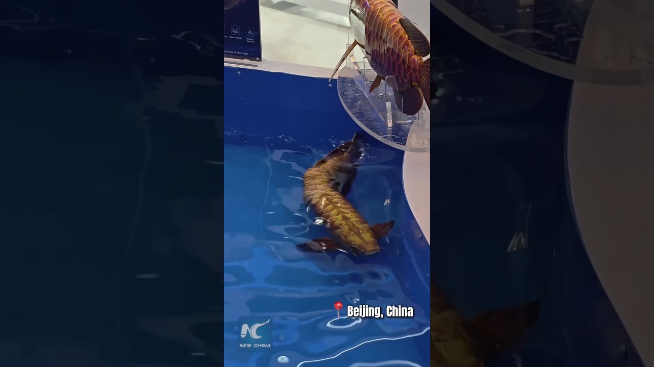 Arowana-inspired bionic fish robot at the CIFTIS