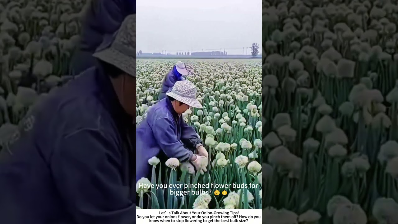 Tending Onion Blooms – Hand‑Picking Flowers for Better Bulbs 🌸🧅