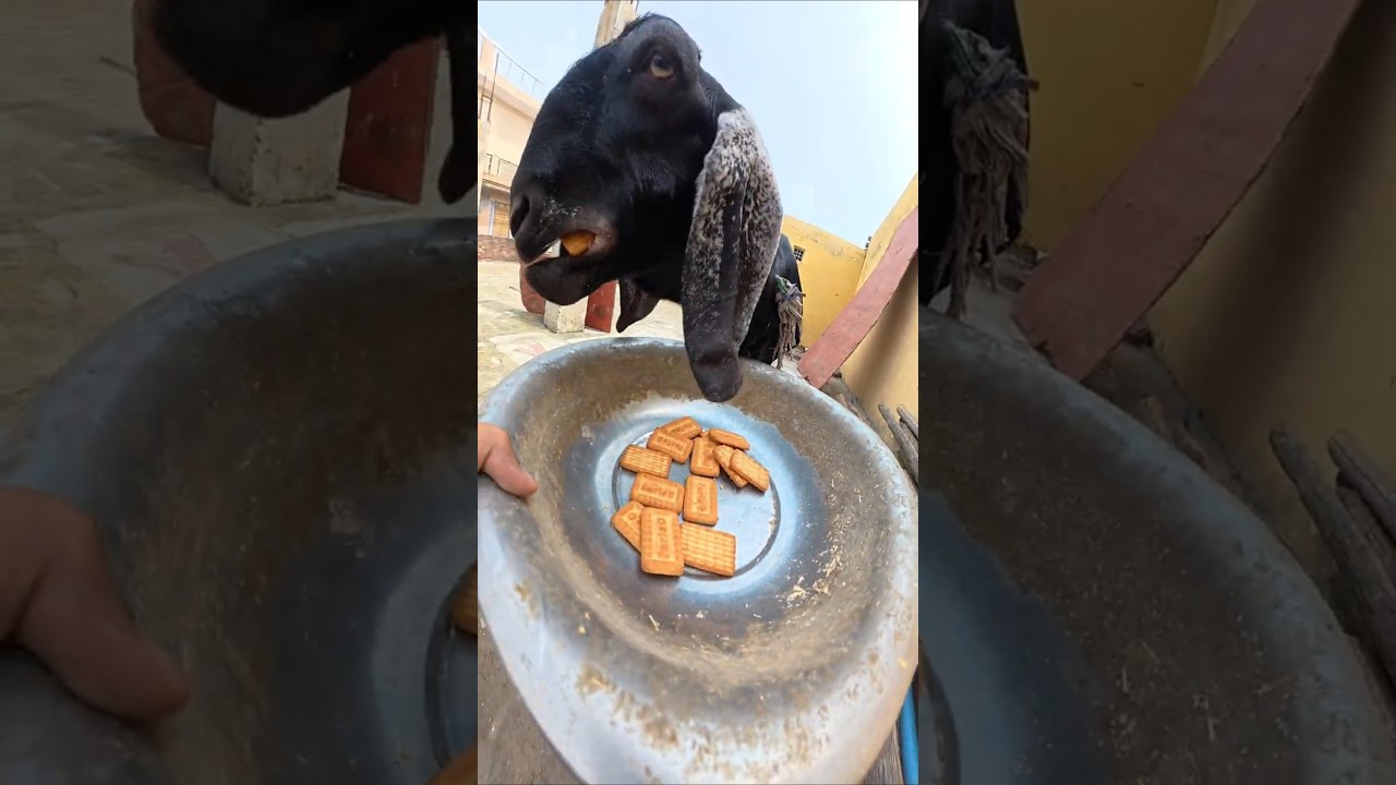 Bakri ne aaj biscuits khaye! 🐐😂 #shorts #viral