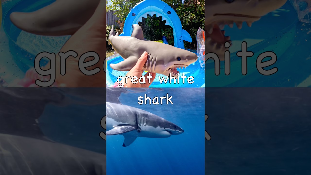 Kids Learn at the Shark Pool | Sea Animal Names: Great White Shark Octopus Polar Bear Crab Seahorse