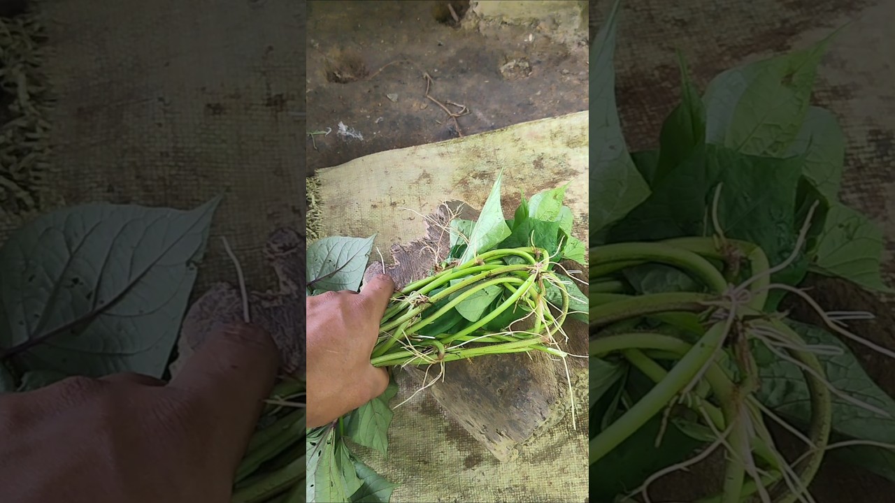 Potato Leaf😲😲🌿 #shorts #viral #trending #youtubeshorts @DailyVlogWithB.B