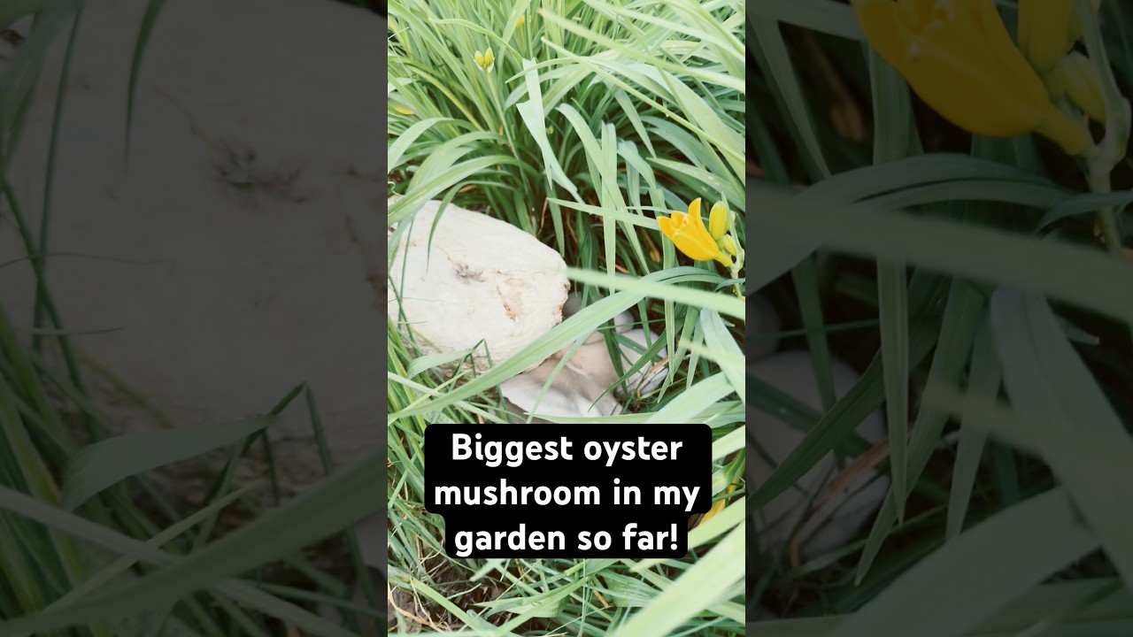 Biggest mushroom I ever harvested!!! #garden #oystermushrooms #gardening