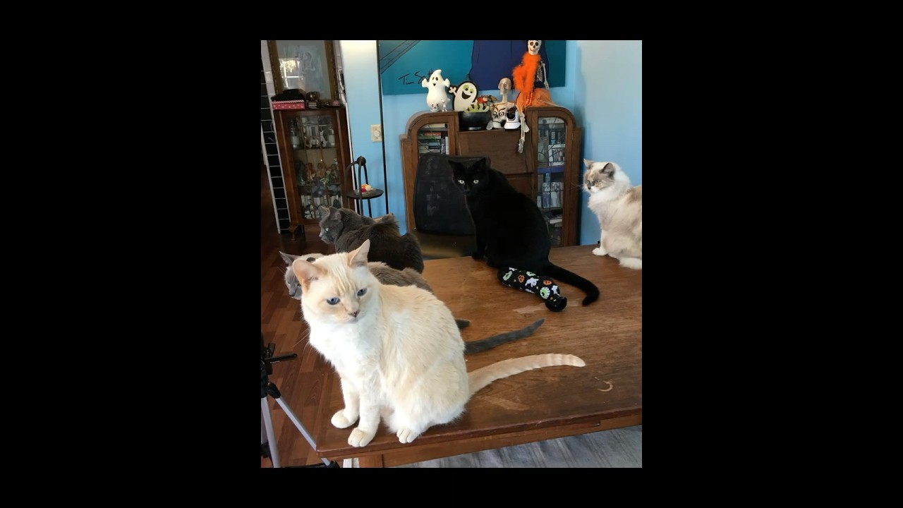 Lost Furball Videos Found!