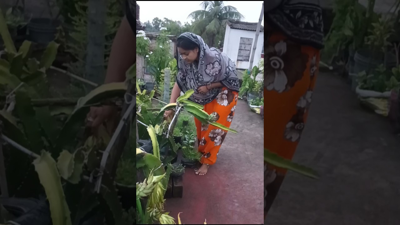 কাঁচা ড্রাগনটাই তুলে ফেলতে হলো 😲#youtubeshorts #shortvideo #gardening #dragonfruit #shorts