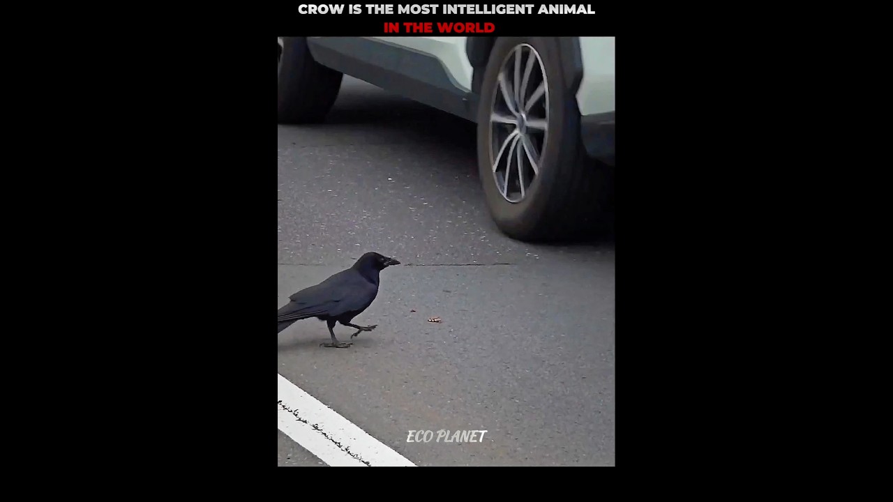 Intelligent Crow Eating Walnut #shorts #crow
