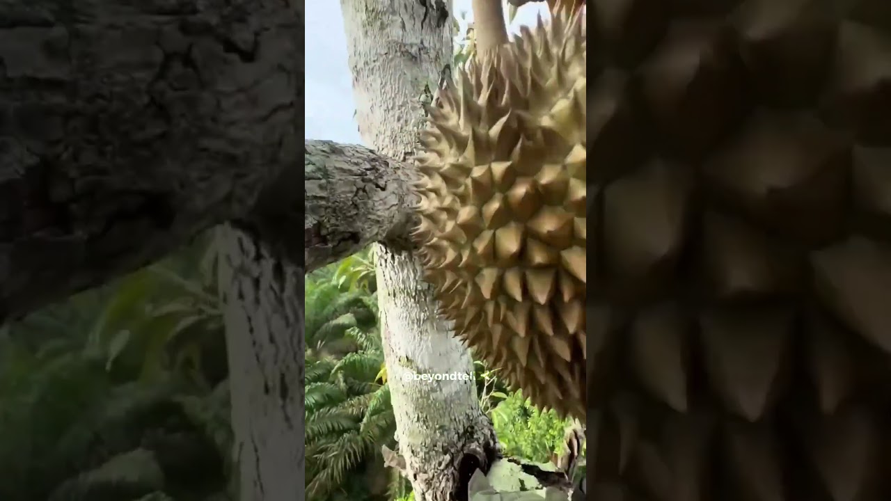 “Would You Catch a 3KG Fruit Falling at 90 KM/H? 😳💨” #shorts