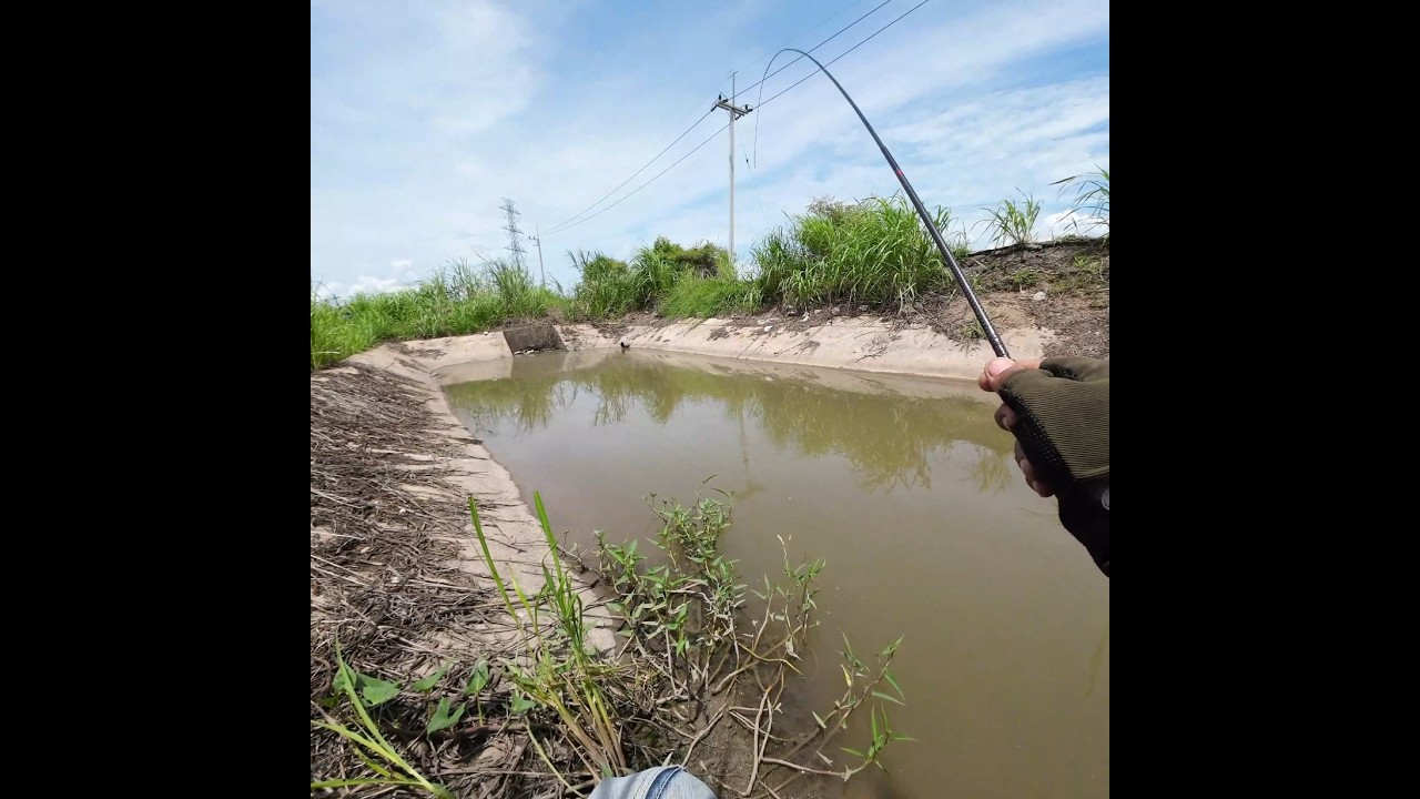 กินง่ายมาก..!! #ออกมาหากิน #fishing #ตกปลา #ตกปลาหน้าดิน