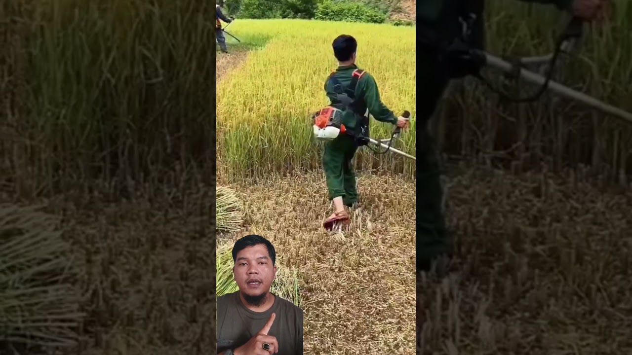 Cara Panen Padi Dengan Mudah dan Cepat #gardening #shortsvideo #gardeningtips