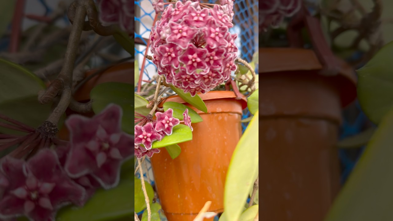 #relaxingmusic #flowers #youtubeshorts #nature #trending #viral #shorts