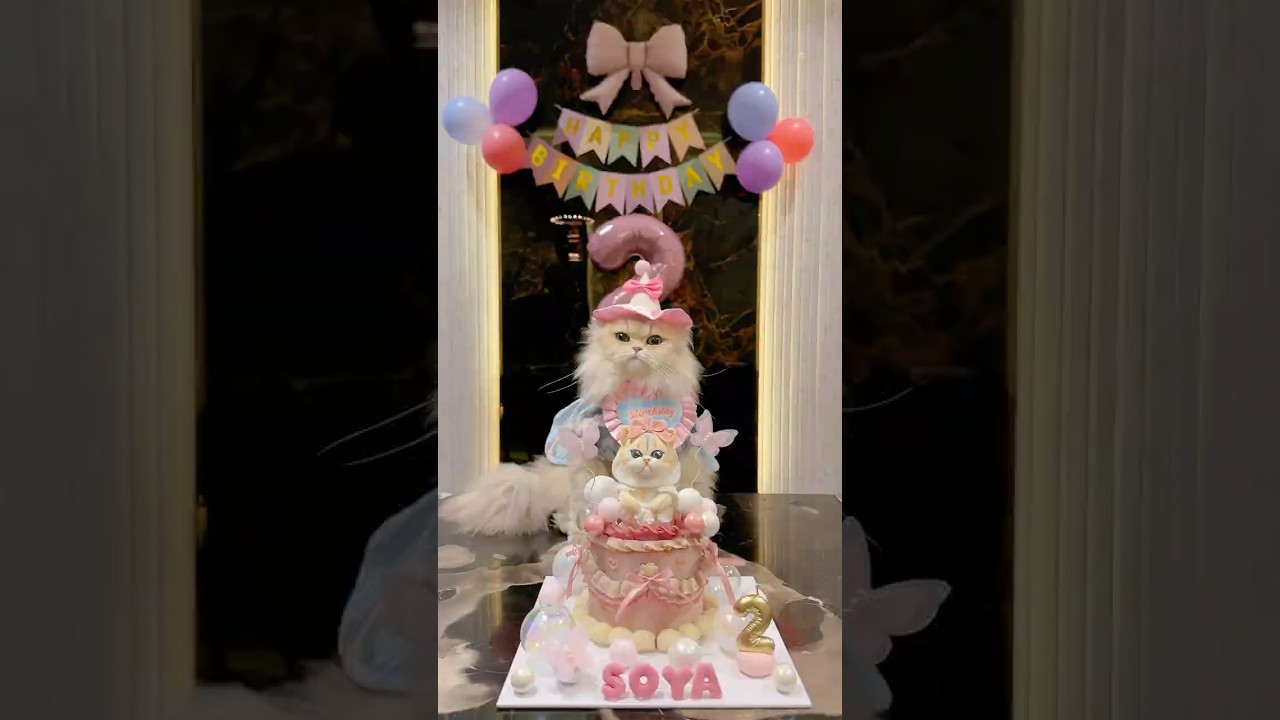 😼: HAPPY BIRTHDAY KEDELE BANTET 🎉 #funnyvideo #cat #kucinglucu #birthdaycat #comedy