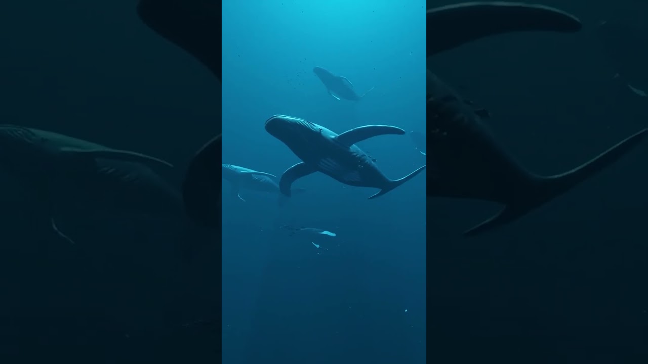 🌊 Pacific സമുദ്രത്തിൽ നിന്ന് കേട്ട ഭീകര ശബ്ദം | Bloop Sound Malayalam #ocean #thebloop #malayalam