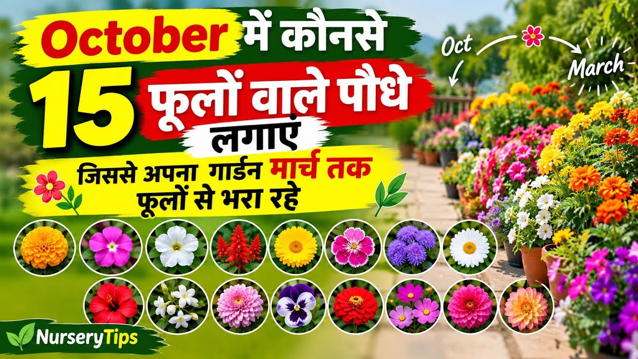 अक्टूबर में लगाएं ये 15 फूल 🌸 | नवंबर से मार्च तक शानदार Flowering | October Gardening