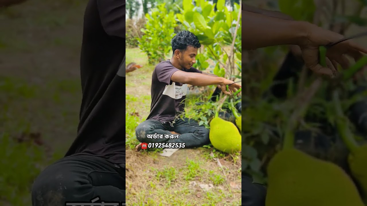 ভিয়েতনাম বারোমাসি পিংক কাঠাল #agriculture #garden #farming