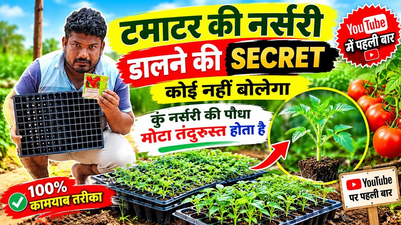 टमाटर की नर्सरी डालने की SECRET TRICK 🌱 | मोटे और तंदुरुस्त पौधे कैसे तैयार करें? | Tomato Nursery
