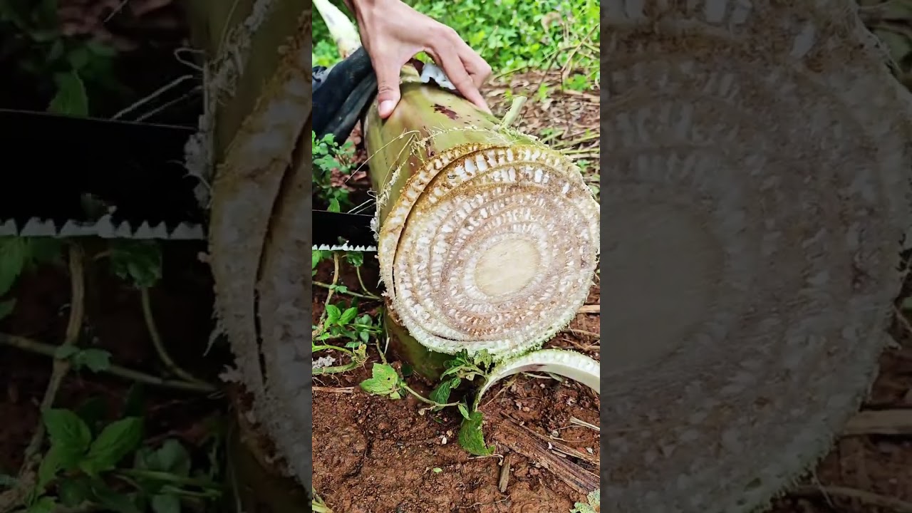 #mycountrylife #satisfying #creativesurvival #satisfying #creativesurvival #farming #easyfarming