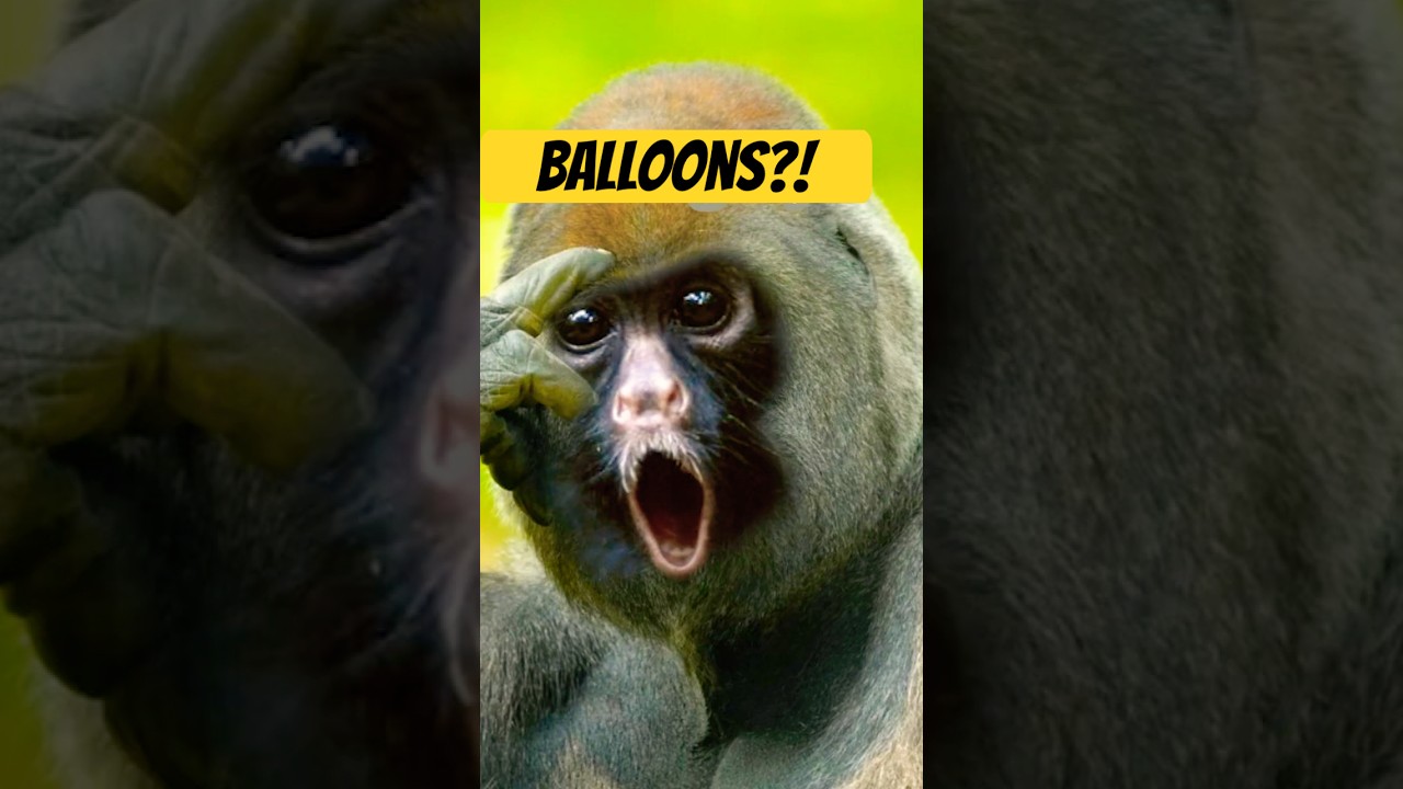 Monkeys DON'T like balloons!!! #monkey #gorillatag #bloonstd6