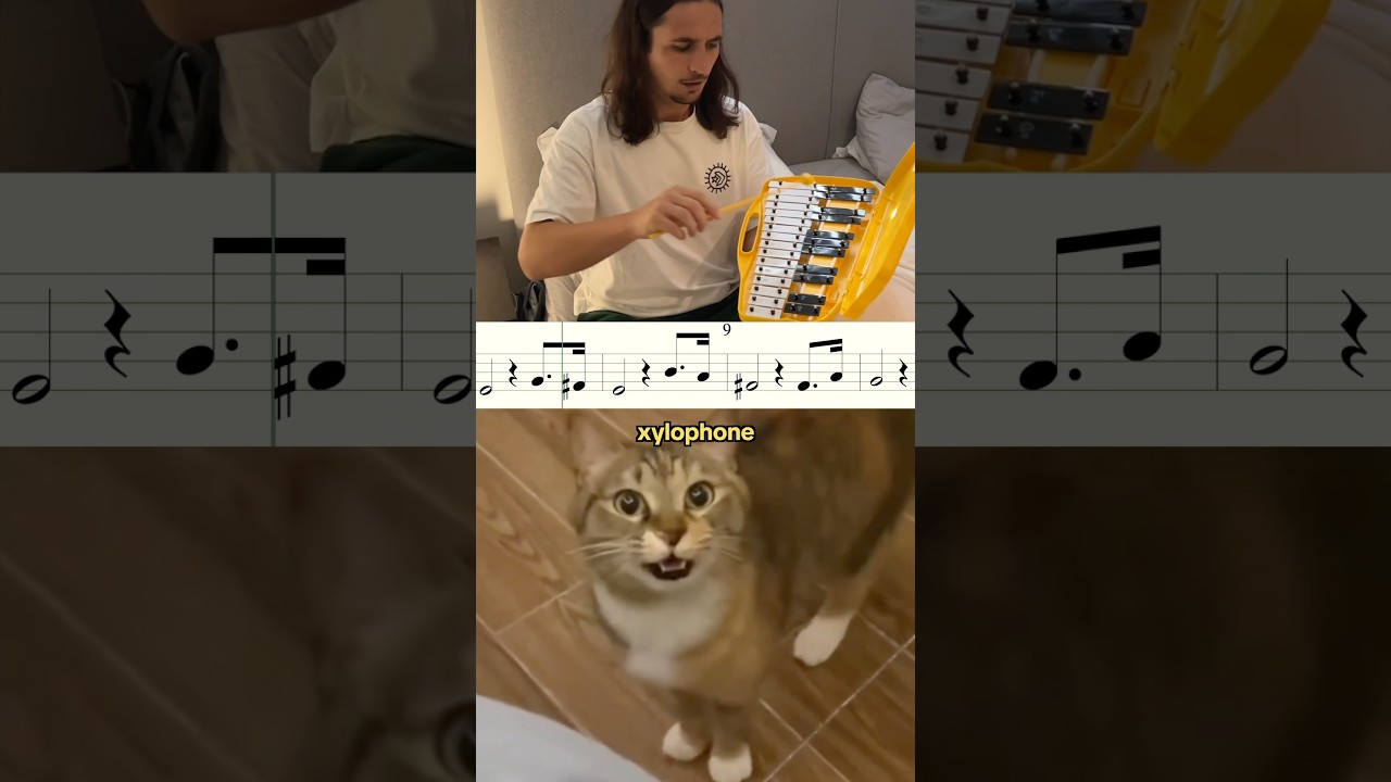 Xylophone Cat 😻
