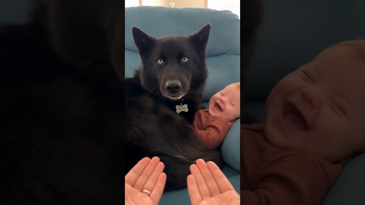 Husky refuses to give the baby back! 🐾😂🥰 #shorts  #dog #husky #cutebaby #puppyvideos