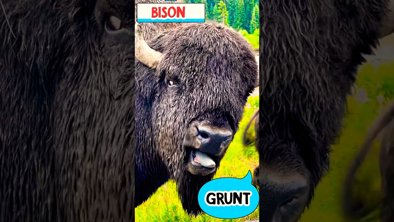 🦬 Bison Sound | Learn Animal Sounds for Kids | Fun & Educational #Shorts