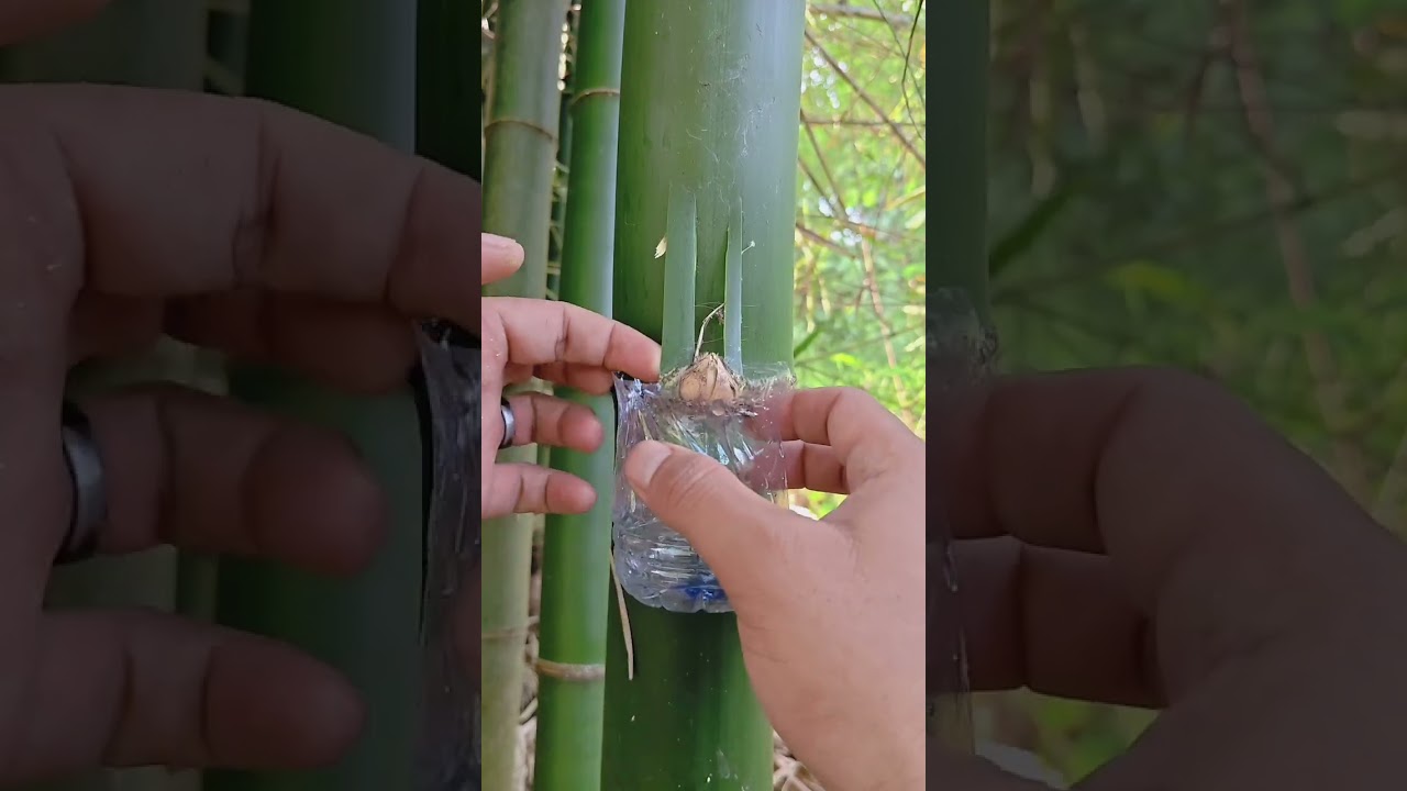 Multiply plant of bamboo🎍#youtubeshorts #satisfying #shorts #garden #nature #bamboo