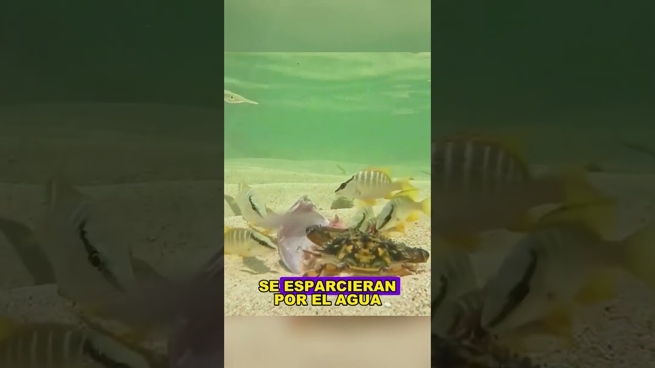 Fish head meat attracts small fish and blue crabs to the area.#fishing #seafishing #fyp #shorts#US