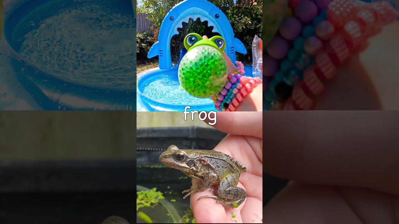 Animal Names for Kids to Learn at the Shark Pool: Frog Crocodile Hedgehog Platypus Cat
