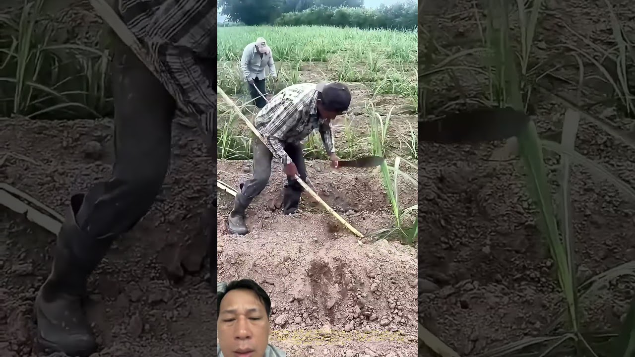 African Farmer Uses Modern Sugarcane Farming Methods #farming #agriculture #garden
