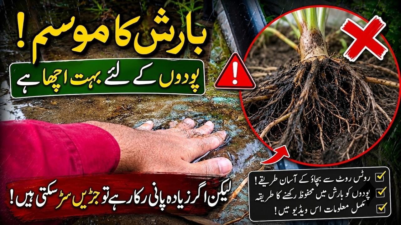Barsaat Podon Ke Liye Achi Hai Lekin Ye Galti Roots Sada Sakti Hai! 🌧️