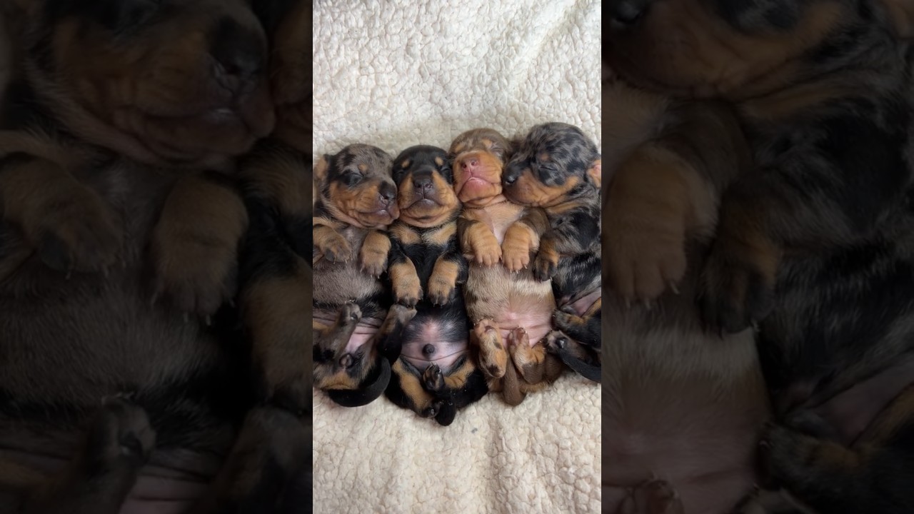 Throwback To Dolly’s Little Pups At 2 Weeks Old 🥹 Volume Up For The Cutest Little Puppy Squeaks 🥰