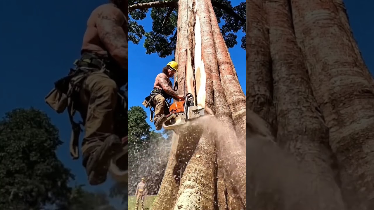 rambo using a chainsaw #fyp #chainsaw #wood #woodworking #lumberjack #tree