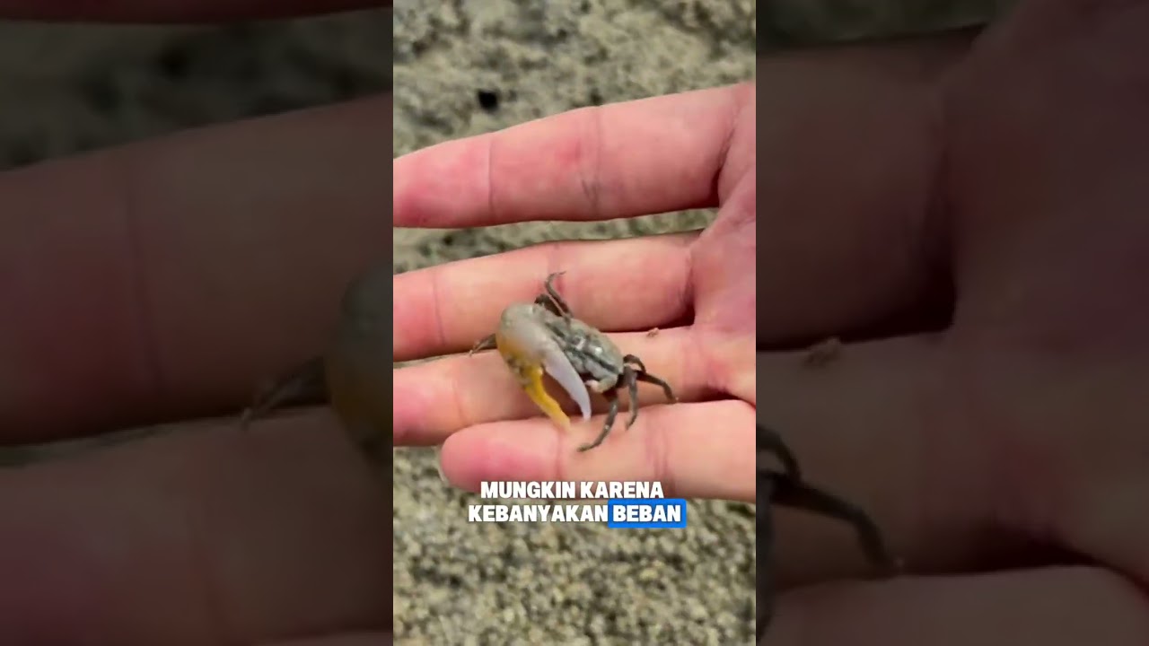 Nemu Makhluk Kenyal di Pantai, Langsung Dimasakin Kuah Rahasia! #shorts