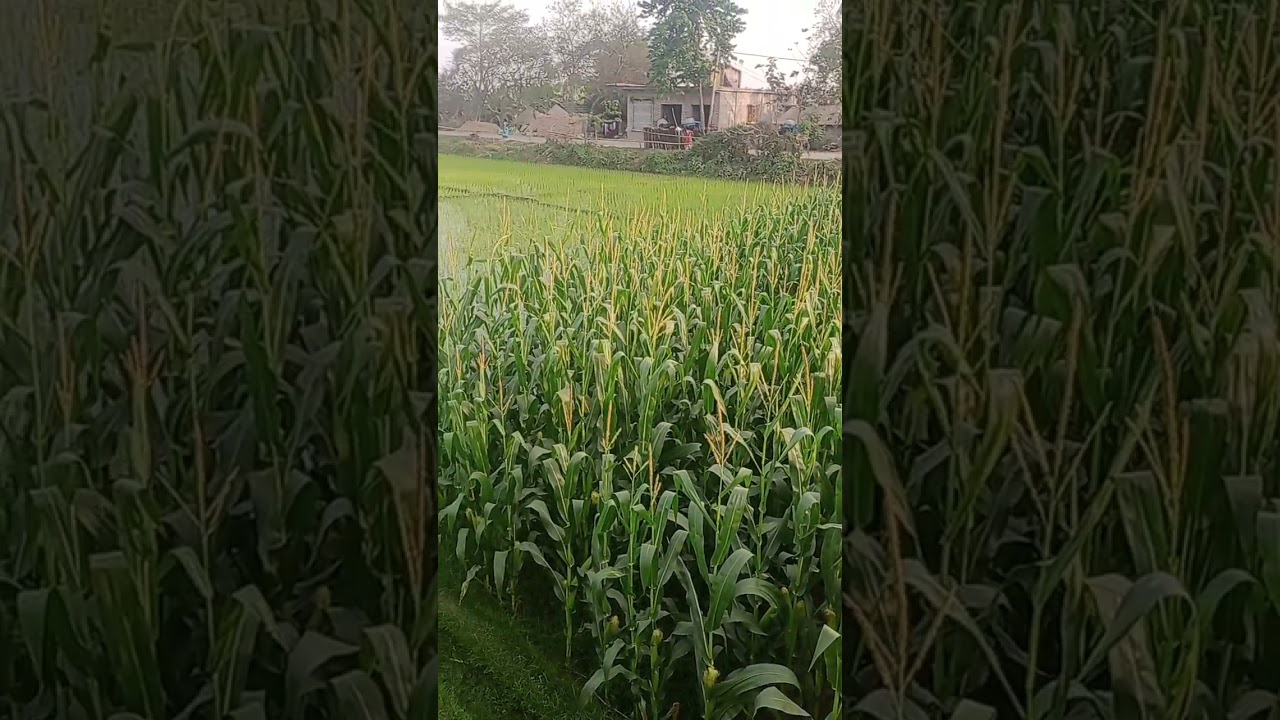 কিষান।। किसान।।#short #youtube_short #purnima_daily_vlog