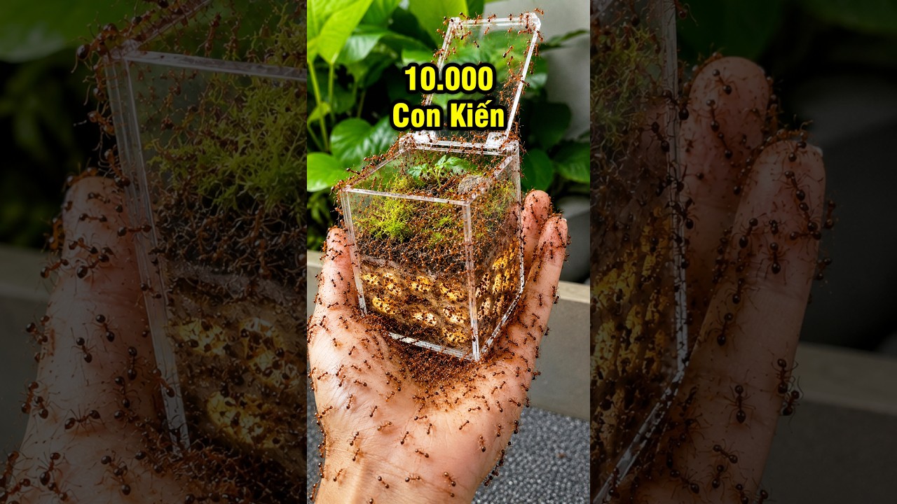 Xây Nhà Mới Cho Đàn Kiến Lạ Phần 2! #shorts