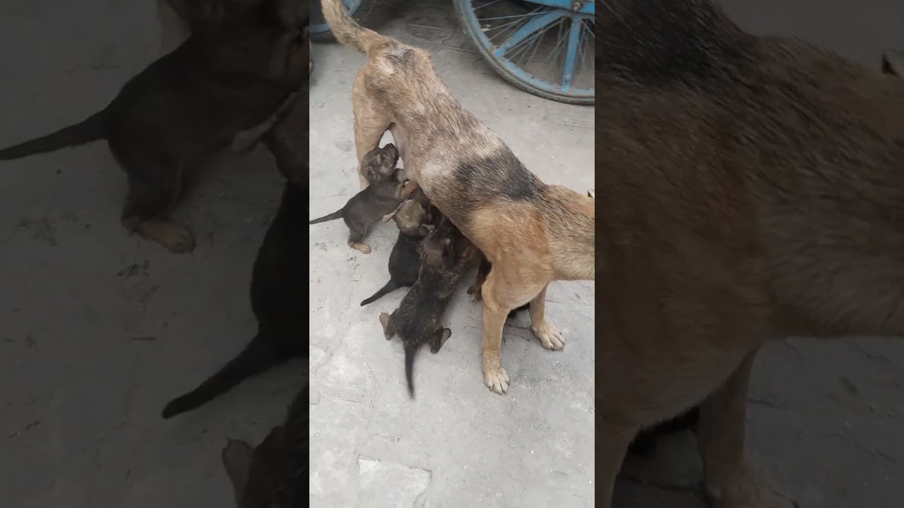 #bollywood #music #dog #adoptstrays #pets #highlights #socute