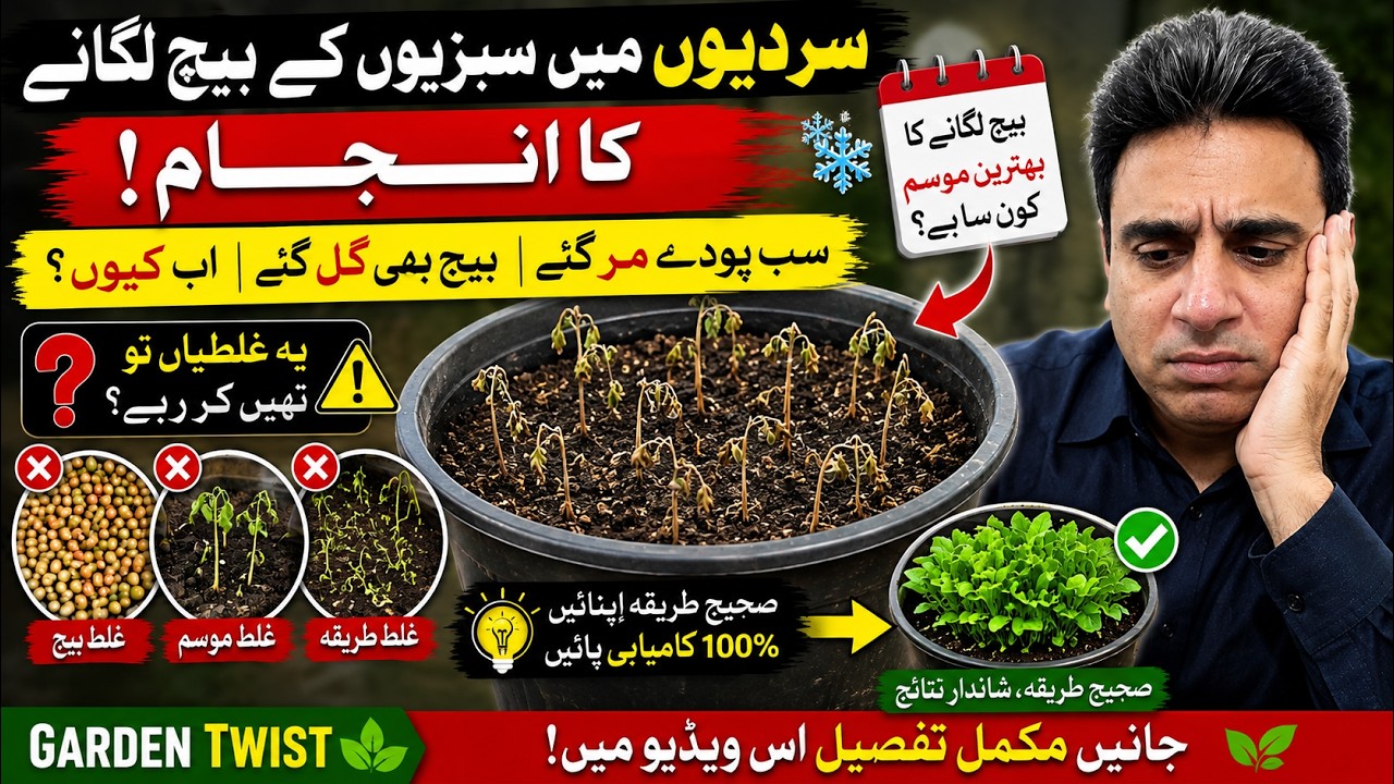 Winter Vegetable Seeds Lagane Ka Anjaam | Sab Poday Mar Gaye, Beej Bhi Gal Gaye!