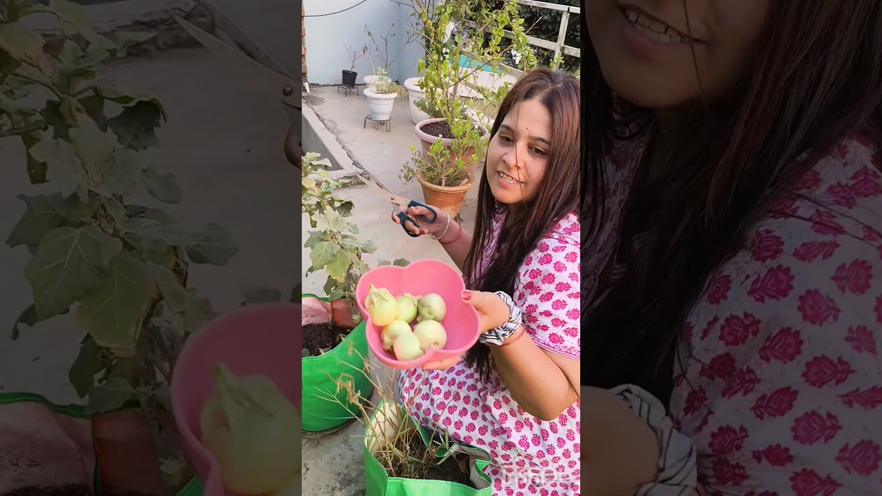 Aaj karni hai baigan ki harvesting 😊😍#garden #terracegardenindia #viral #gardening#plants #trending