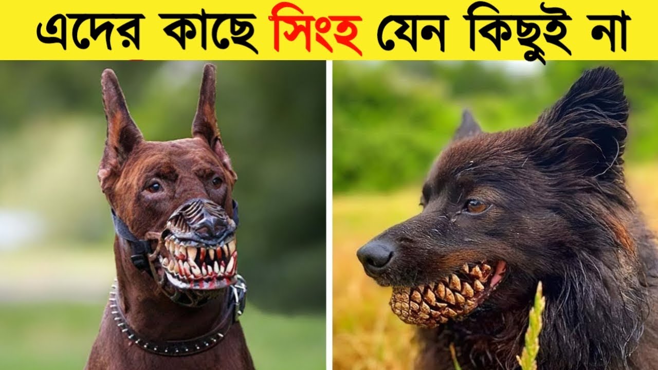 দেখুন দুনিয়ার সবচেয়ে ভয়ংকর কুকুর।যাদের দেখলে সিংহও আব্বা বলে ডাকে। Most Dangerous Dogs